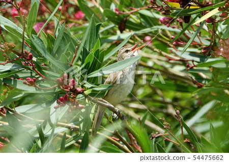 Oyo Yoshikiri 54475662