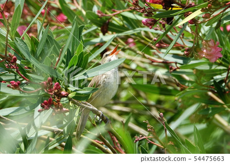 Oyo Yoshikiri Oyo Yoshikiri 54475663