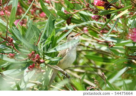 Oyo Yoshikiri 54475664