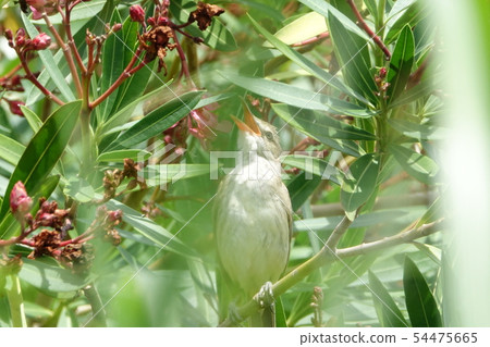 Oyo Yoshikiri 54475665