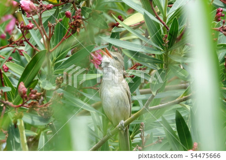 Oyo Yoshikiri 54475666