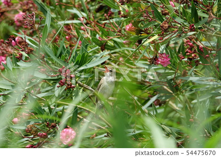 Oyo Yoshikiri 54475670