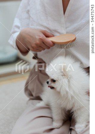 博美犬(狗狗狗有機體動物譜系小狗兒童狗白色白色譜系西方狗) 博美犬(狗狗狗有機體動物譜系小狗兒童狗白色白色譜系西方狗) 54475743