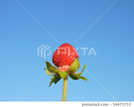 snake strawberry snake strawberry 54475753