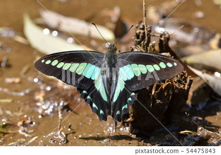 Aosujihageha的吸收 54475843