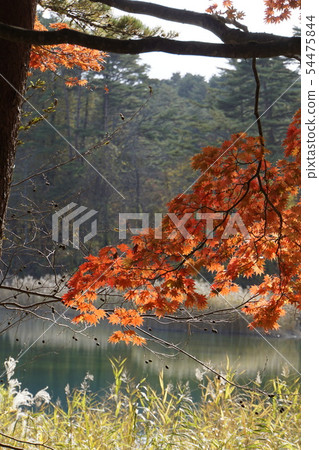 Bentennuma Goshikinuma Urabandai秋天自然 54475844