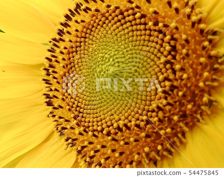 向日葵關閉 54475845