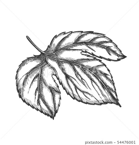 Hop Leaf At Base Is Palmate Three-lobed Vector Hop Leaf At Base Is Palmate Three-lobed Vector 54476001