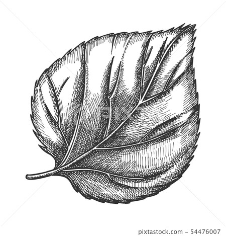 Nature Leaf Of Herbaceous Hop Plant Closeup Vector Nature Leaf Of Herbaceous Hop Plant Closeup Vector 54476007