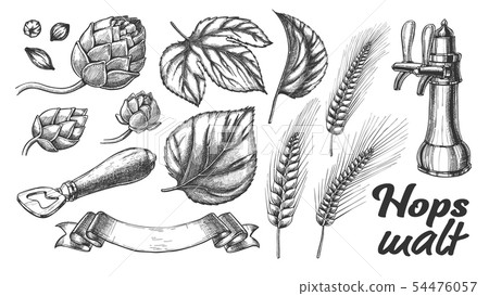Hop Leaves Barley Wheat Rye Ear Opener Set Vector Hop Leaves Barley Wheat Rye Ear Opener Set Vector 54476057