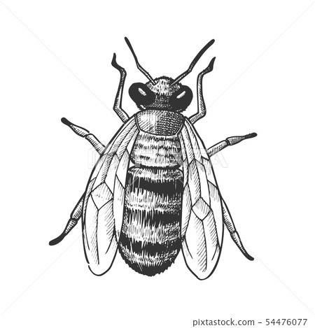 Striped Bee Flying Insect Animal Top View Vector 54476077