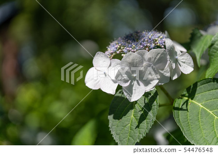 White Hydrangea, White Wave White Hydrangea, White Wave 54476548