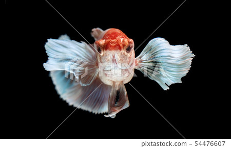 Siamese fighting fish, Betta splendens, colorful 54476607