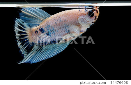 Siamese fighting fish, Betta splendens, colorful 54476608