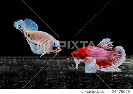 Siamese fighting fish, Betta splendens, colorful 54476609