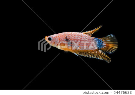 Siamese fighting fish, Betta splendens, colorful 54476628
