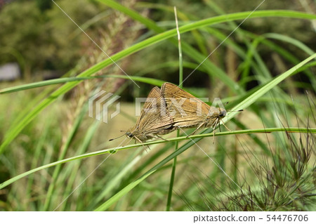 交配Chabanese Seri 交配Chabanese Seri 54476706