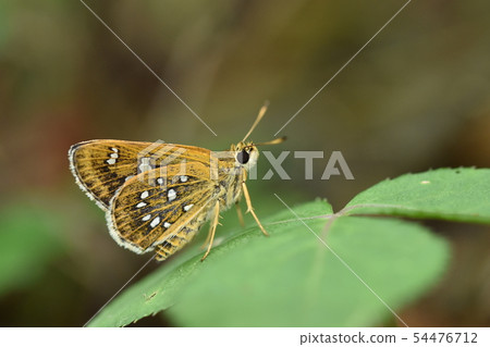 Hosobaseseri 54476712