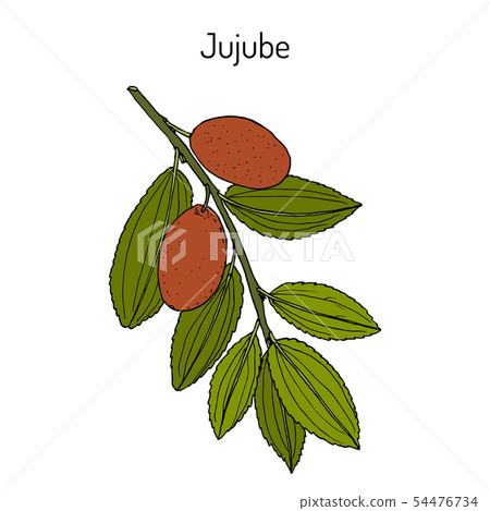 Jujube Ziziphus jujuba , or red date, medicinal plant Jujube Ziziphus jujuba , or red date, medicinal plant 54476734
