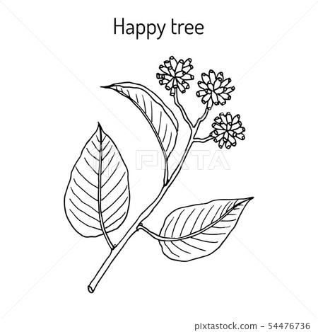 Happy or cancer tree camptotheca acuminata medicinal plant Happy or cancer tree camptotheca acuminata medicinal plant 54476736