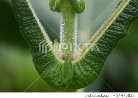 Yakon leaf pattern Yakon leaf pattern 54476828