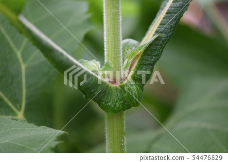 Yakon leaf pattern 54476829