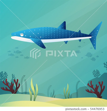 Whale shark 54476953
