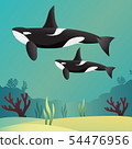 Killer whale Orca 54476956