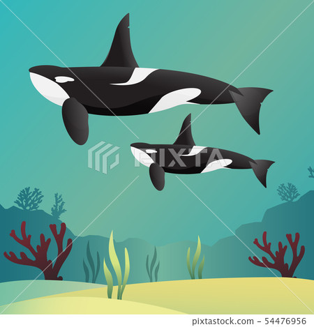 Killer whale Orca Killer whale Orca 54476956