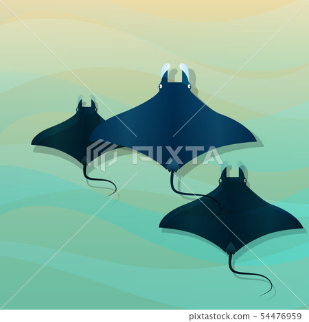 Manta Ray Manta Ray 54476959