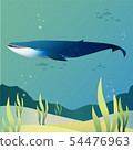Blue whale 54476963