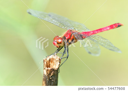 Natsuakane (male) 54477608