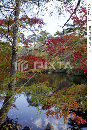 Yananuma Goshikinuma Urabandai Fall Nature Yananuma Goshikinuma Urabandai Fall Nature 54477729