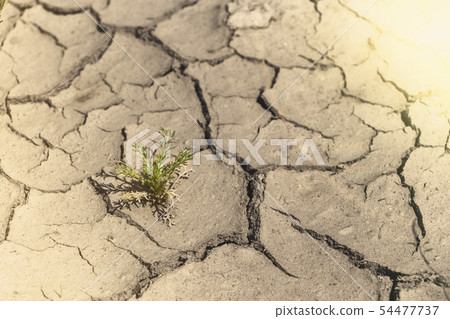cracked from the Sun Earth and green plant. 54477737