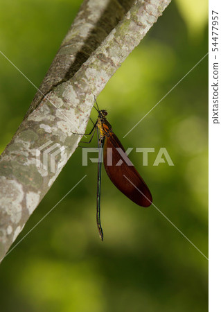 Damselfly Damselfly 54477957