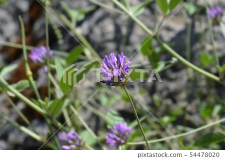 Btumen trefoil 54478020
