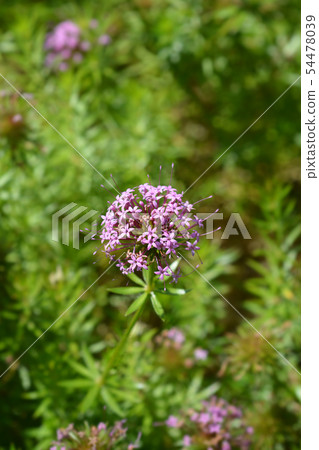 Caucasian crosswort Caucasian crosswort 54478039