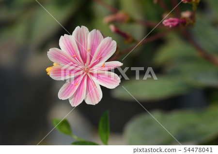 Siskiyou lewisia Siskiyou lewisia 54478041