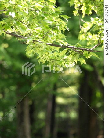 Fresh green of trees Fresh green of trees 54479744
