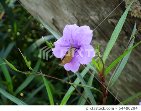 Purple rose grass and butterfly Purple rose grass and butterfly 54480294