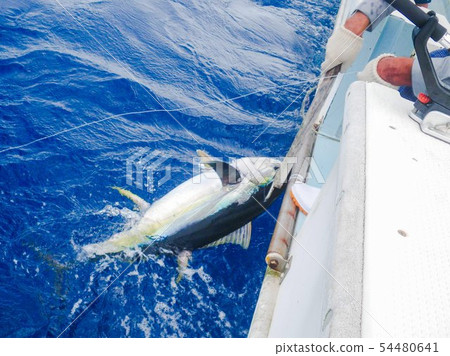 Yellowfin tuna fishing in Okinawa Kumejima Phayao 54480641