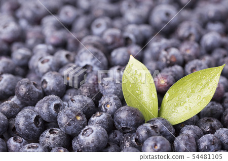 Assorted fresh berries, healthy lifestyle concept photo 009 54481105