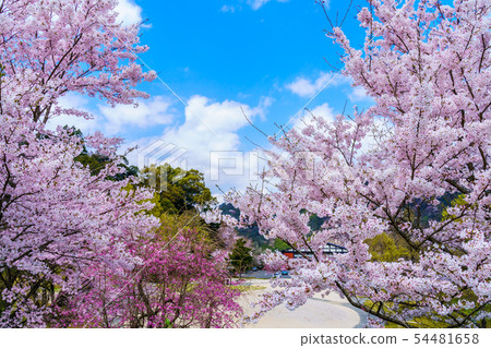 Oyama Sakura [Oita Hita City Oyama-cho] 54481658