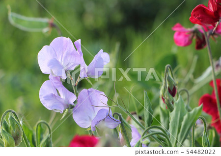 Flowers of sweet peas on the background of grass 54482022