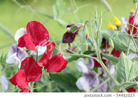 Flowers of sweet peas on the background of grass 54482023