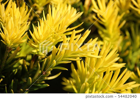 Golden Mandala 54482040