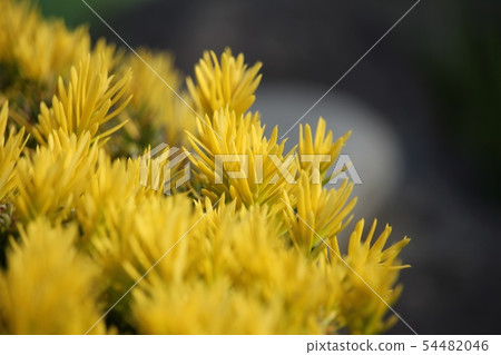 Golden Mandala 54482046