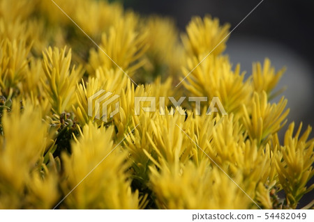 金色曼陀羅 金色曼陀羅 54482049