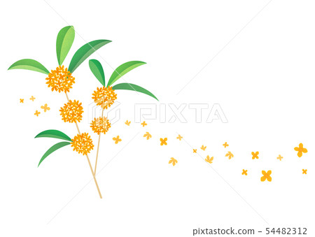 Osmanthus Osmanthus 54482312