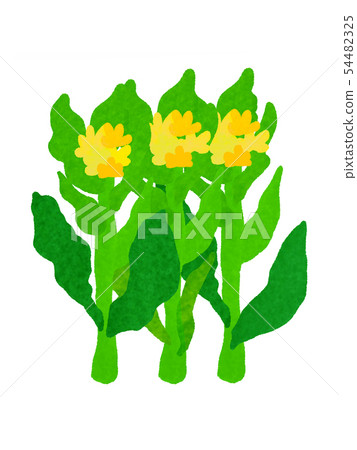 Rape blossoms 54482325